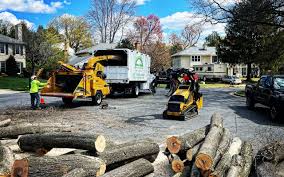 Best Tree Fertilization  in Morrow, OH
