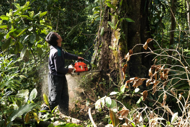 Trusted Morrow, OH Tree Services Experts